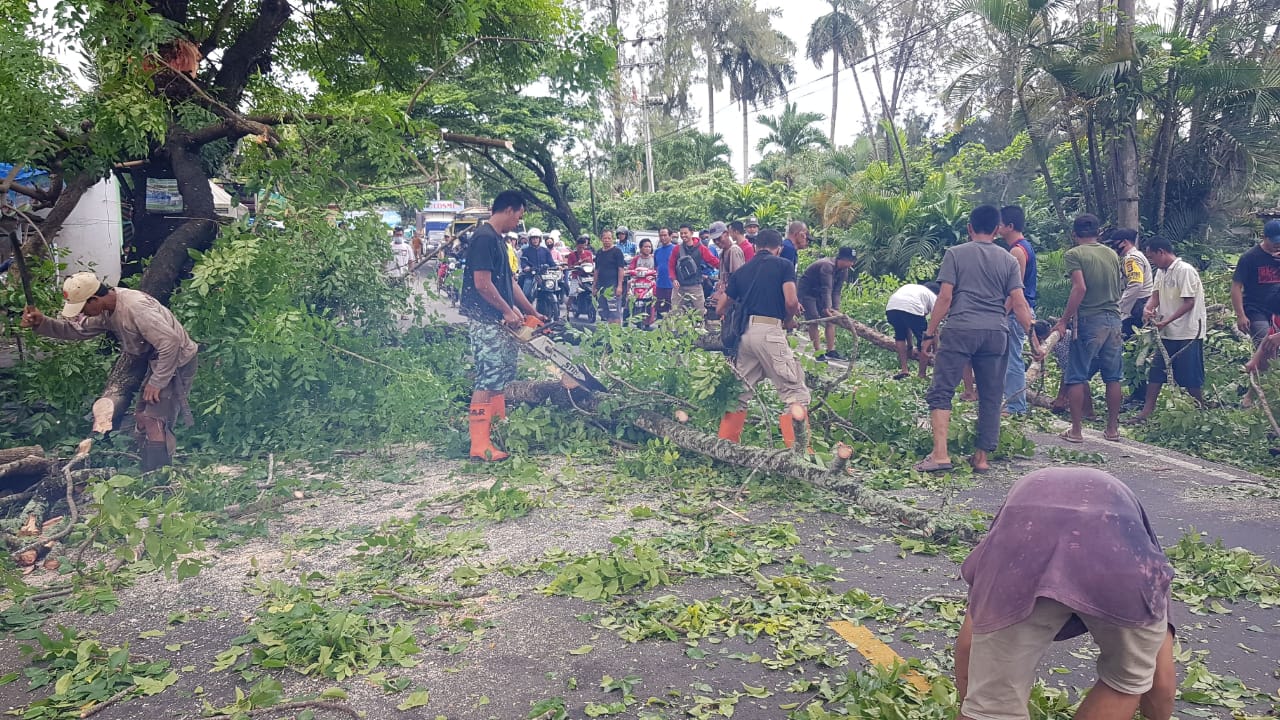Lagi, Pohon Tumbang di Jalan Nasional