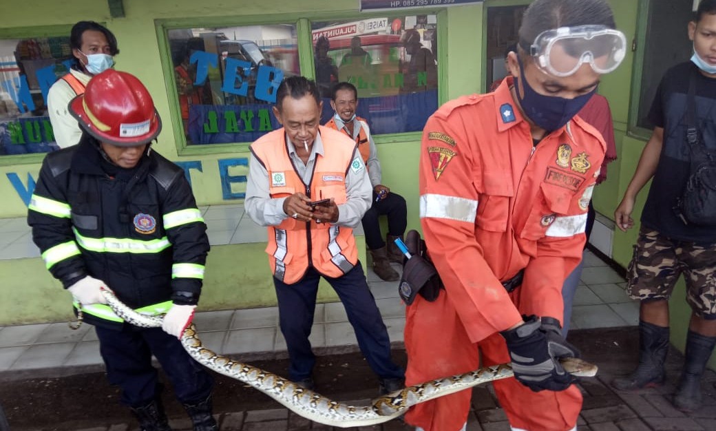 Ular Sanca Gegerkan Warga Cilegon