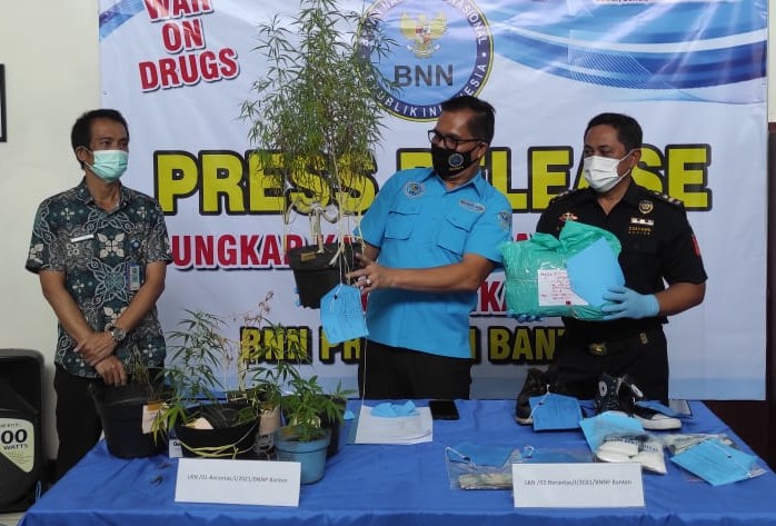 Tanam Ganja di Rumah, Pemuda Asal Cilegon Diamankan